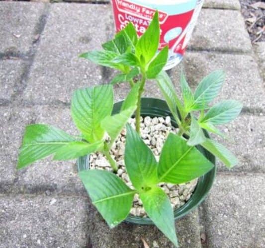propagar pentas