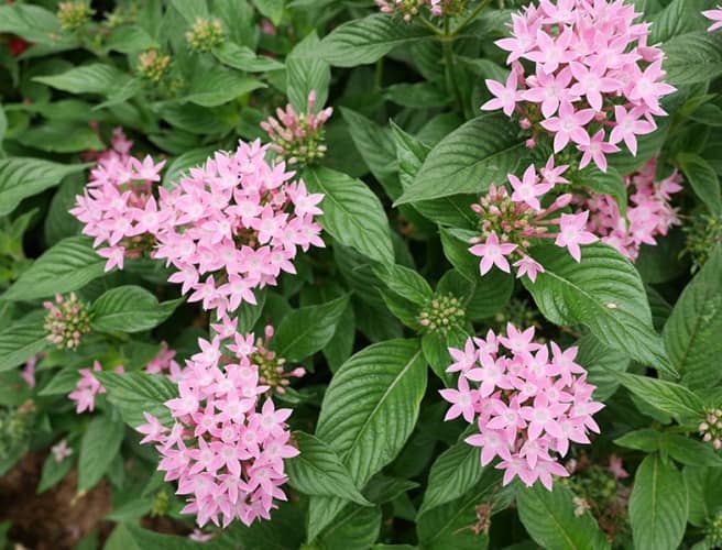 cultivar pentas