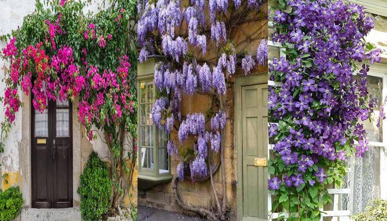 10 Plantas Trepadoras ideales para los muros de la casa o el jardín - Eco  Jardín Mágico