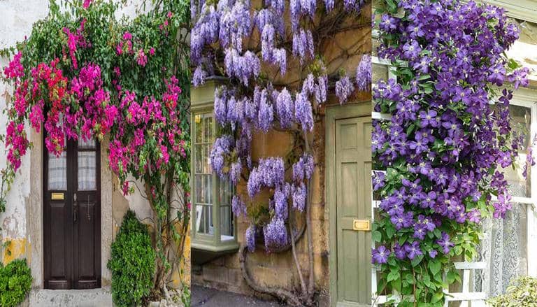 Extremo traición mendigo 10 Plantas Trepadoras ideales para los muros de la casa o el jardín - Eco  Jardín Mágico