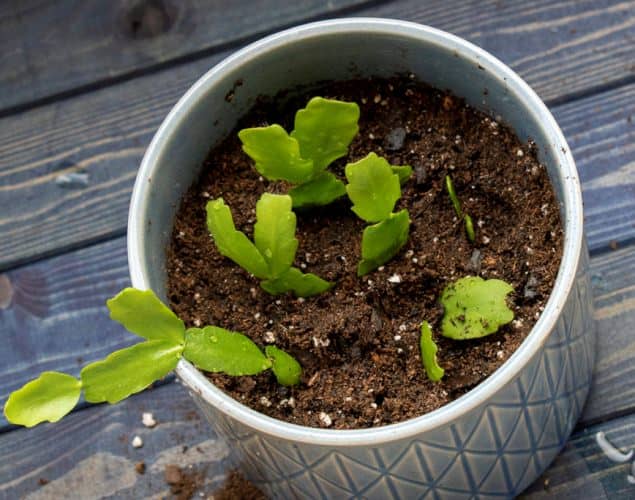 propagar cactus de pascua