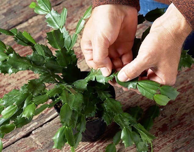propagar cactus de pascuas