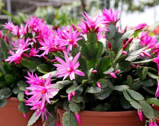 cultivar un cactus de Pascua