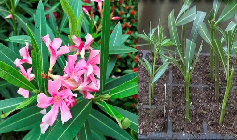 cultivar adelfa