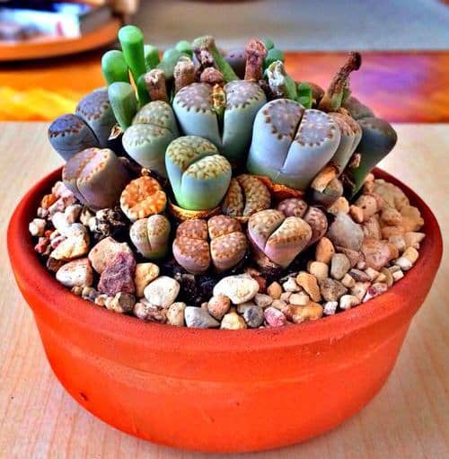 Cactus y Suculentas que puedes cultivar en Arena