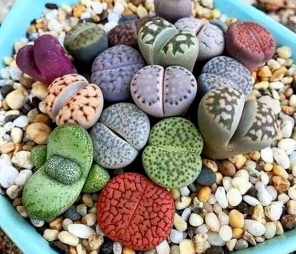 faire pousser des cactus de pierre