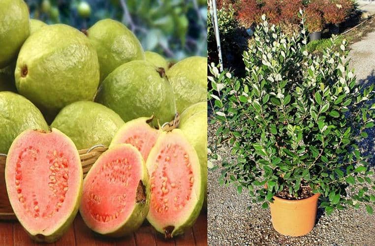 cultivar guayaba en maceta