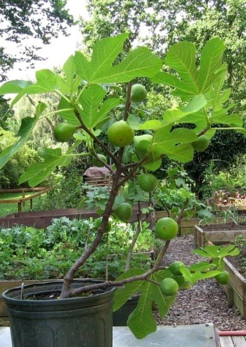 cultivar higuera en maceta