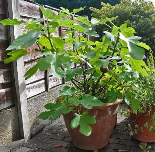 cultivar higuera en maceta