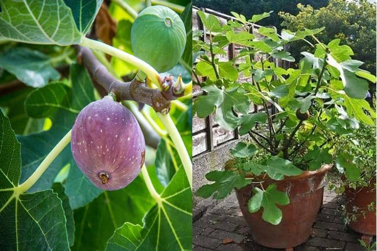 cultivar higo en maceta