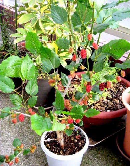 cultivar moras en maceta