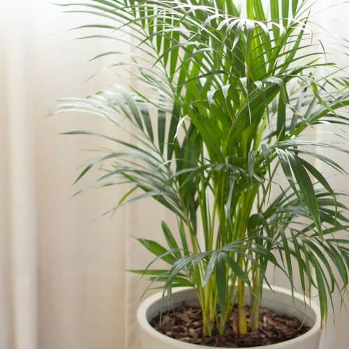 plantas para la entrada de la casa