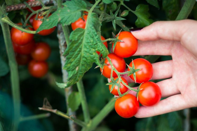 cultivar tomates cherry