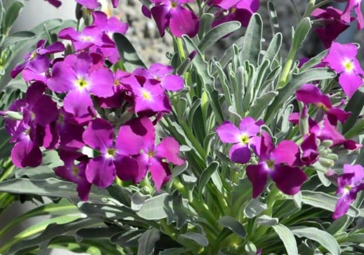 plantes qui fleurissent toute l'année
