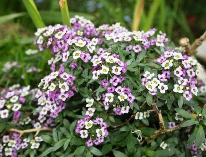plantes qui fleurissent toute l'année aulne
