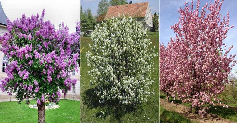 árboles para jardines pequeños