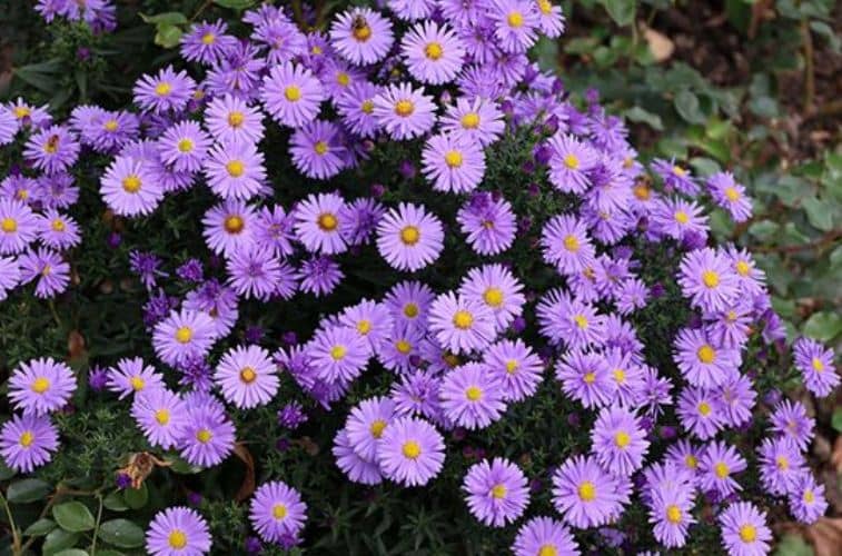 plantes qui fleurissent toute l'année aster