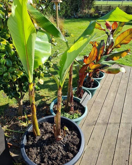 cultivar banana en maceta