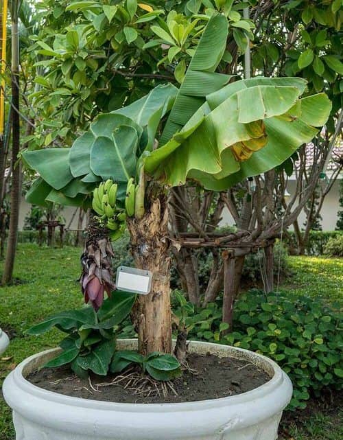 cultivar banana en maceta