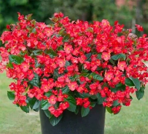 plantas de interior que florecen todo el año