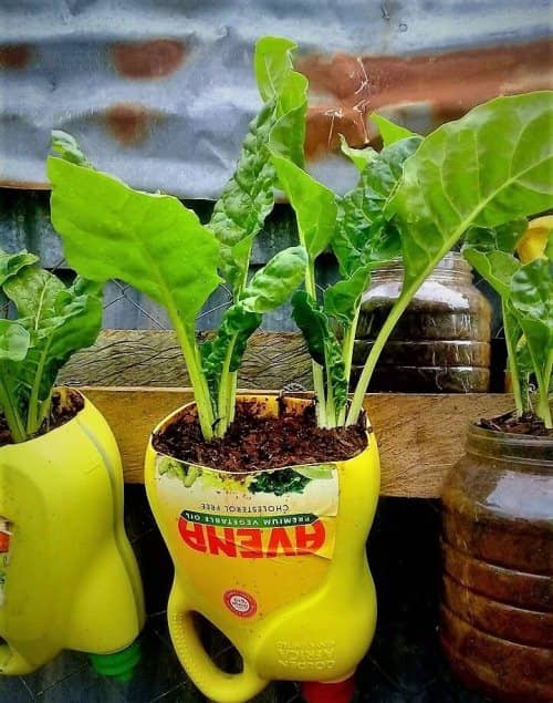 malicioso sanar tirano 15 Vegetales que se pueden cultivar en botellas de plástico - Eco Jardín  Mágico