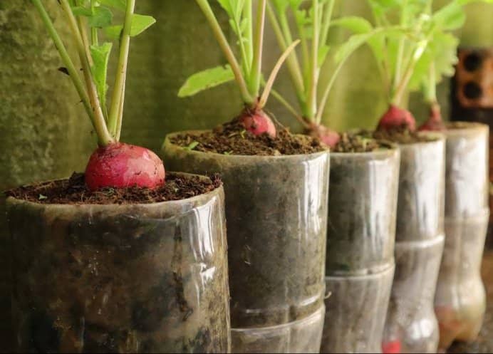 cultivar vegetales en botellas de plástico