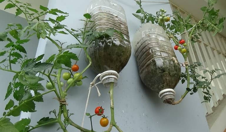 faire pousser des légumes dans des bouteilles en plastique