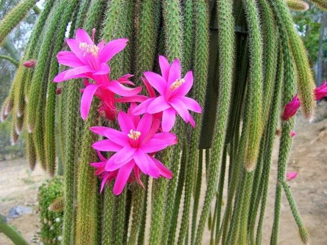 cactus para interiores