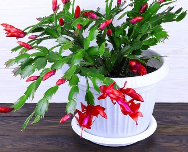cactus para interiores