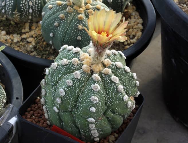 cactus para interiores