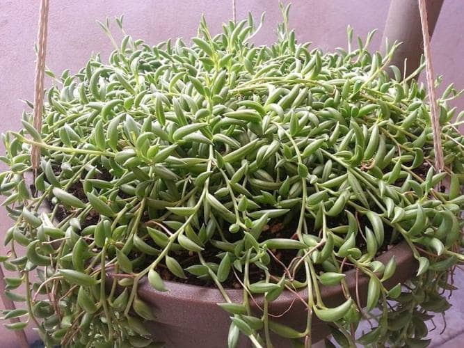 cactus y suculentas de interior