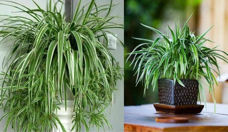 cultivar cinta mala madre lazo de amor