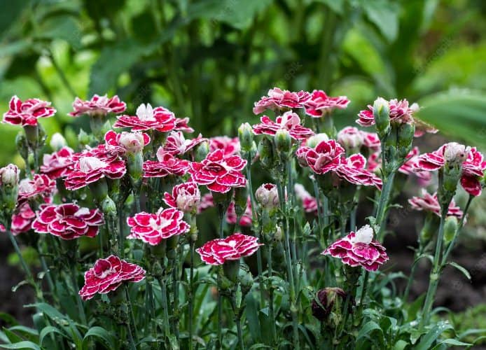 plantes qui fleurissent toute l'année oeillet