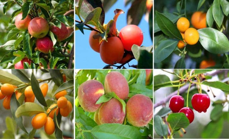 12 árboles Frutales ideales para cultivar en jardines pequeños - Eco Jardín  Mágico