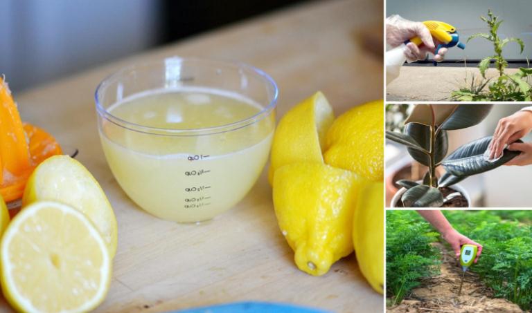 usos del zumo de limón para el cuidado de las plantas