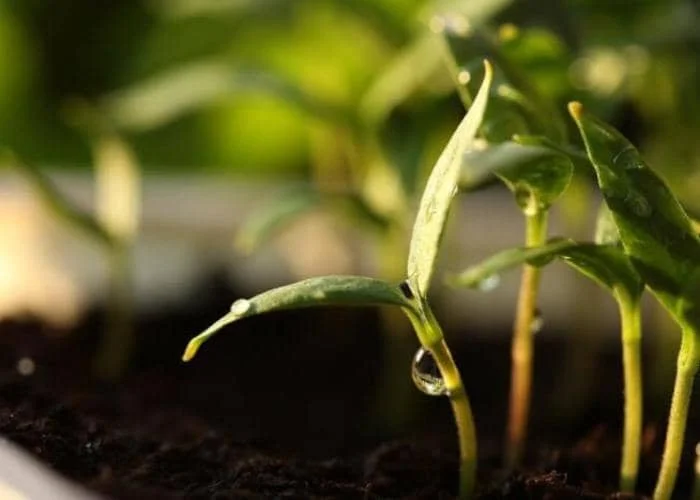 limón para el cuidado de las plantas