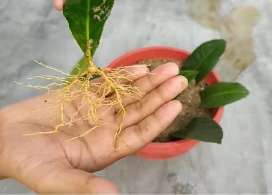 cultiver du citron et d'autres agrumes à partir de feuilles