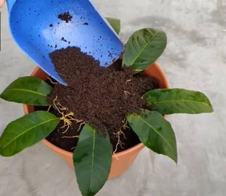 cultivar Limoneros y otros Cítricos a partir de hojas