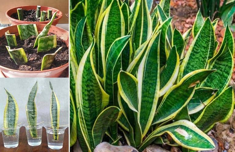 propagar Sansevieria