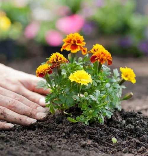 cultivar tagetes
