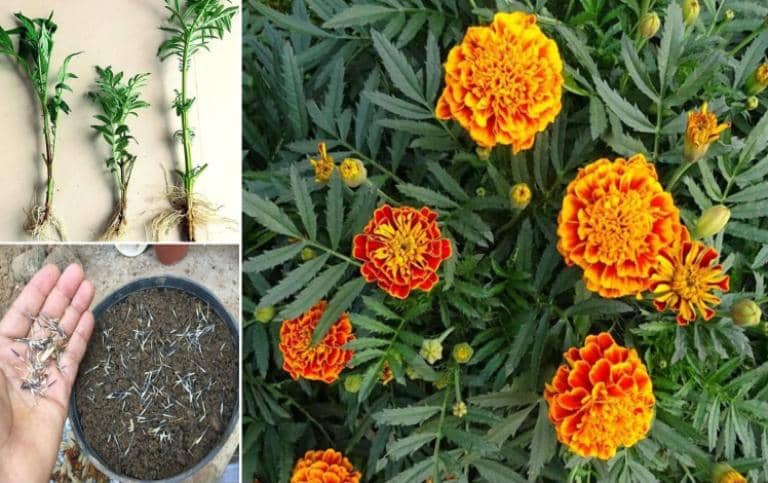 plantes à fleurs qui peuvent être cultivées à partir de boutures 