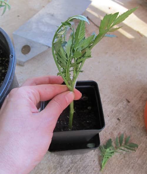 propagar tagetes