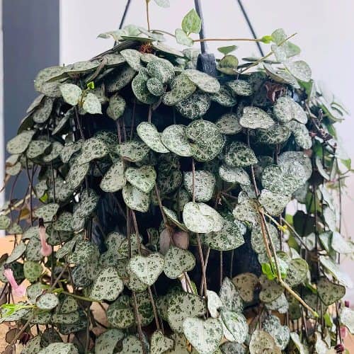 cultivar ceropegia woodii