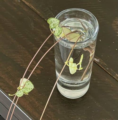 propagar ceropegia woodii en agua