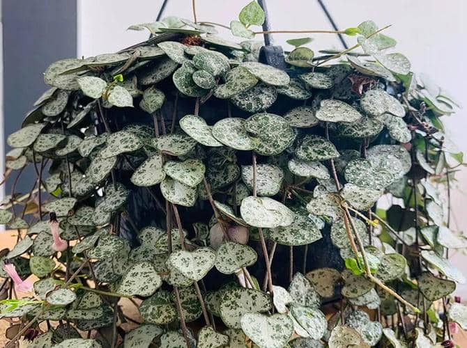 ceropegia woodii