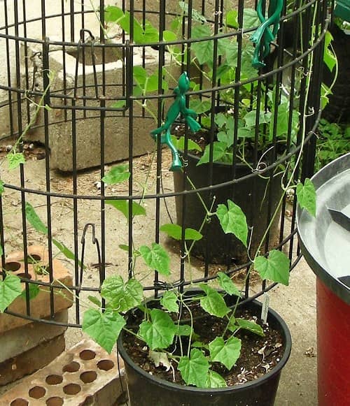 cultivar cucamelon en maceta