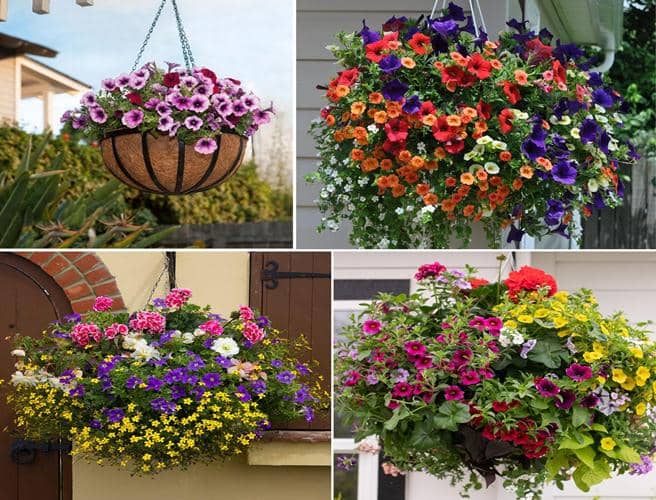 11 plantas de Flores para Macetas colgantes fáciles de cuidar - Eco Jardín