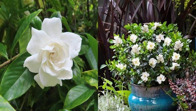 Cómo cultivar Gardenia en Maceta y todos sus cuidados - Eco Jardín Mágico