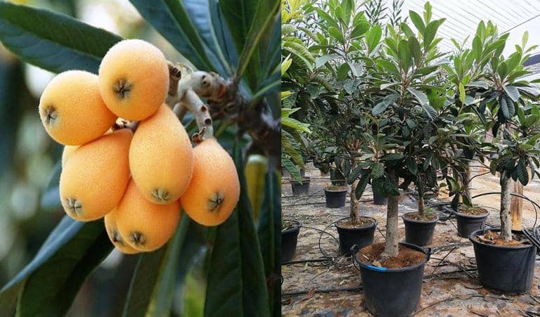 cultivar níspero en maceta