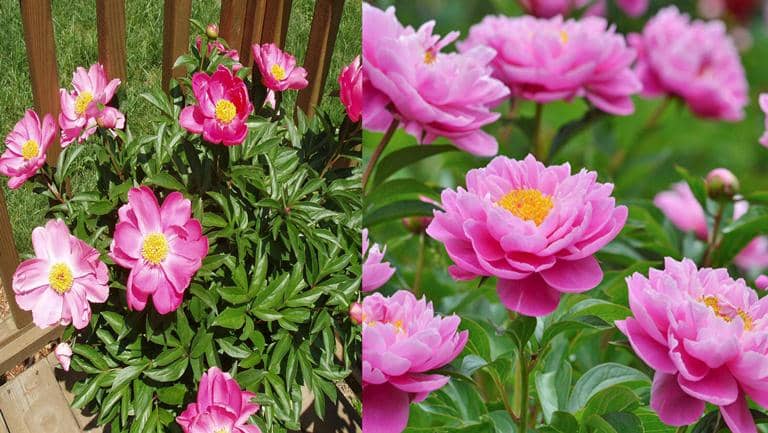 Cómo propagar, cultivar Peonía china (Paeonia lactiflora) y sus cuidados -  Eco Jardín Mágico